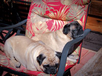 Buzz and Brutus the Pug Dogs.